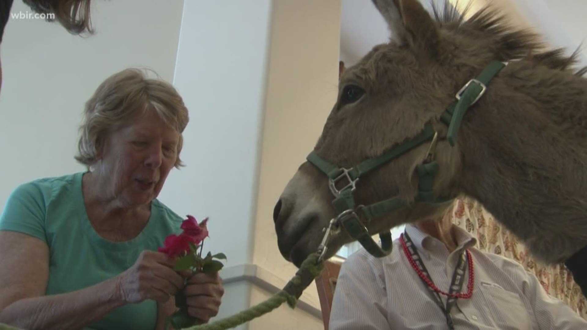 It's hard not to smile when you see mini horses and donkeys.	So when they waltzed into an assisted living facility today, the residents had the same reaction.