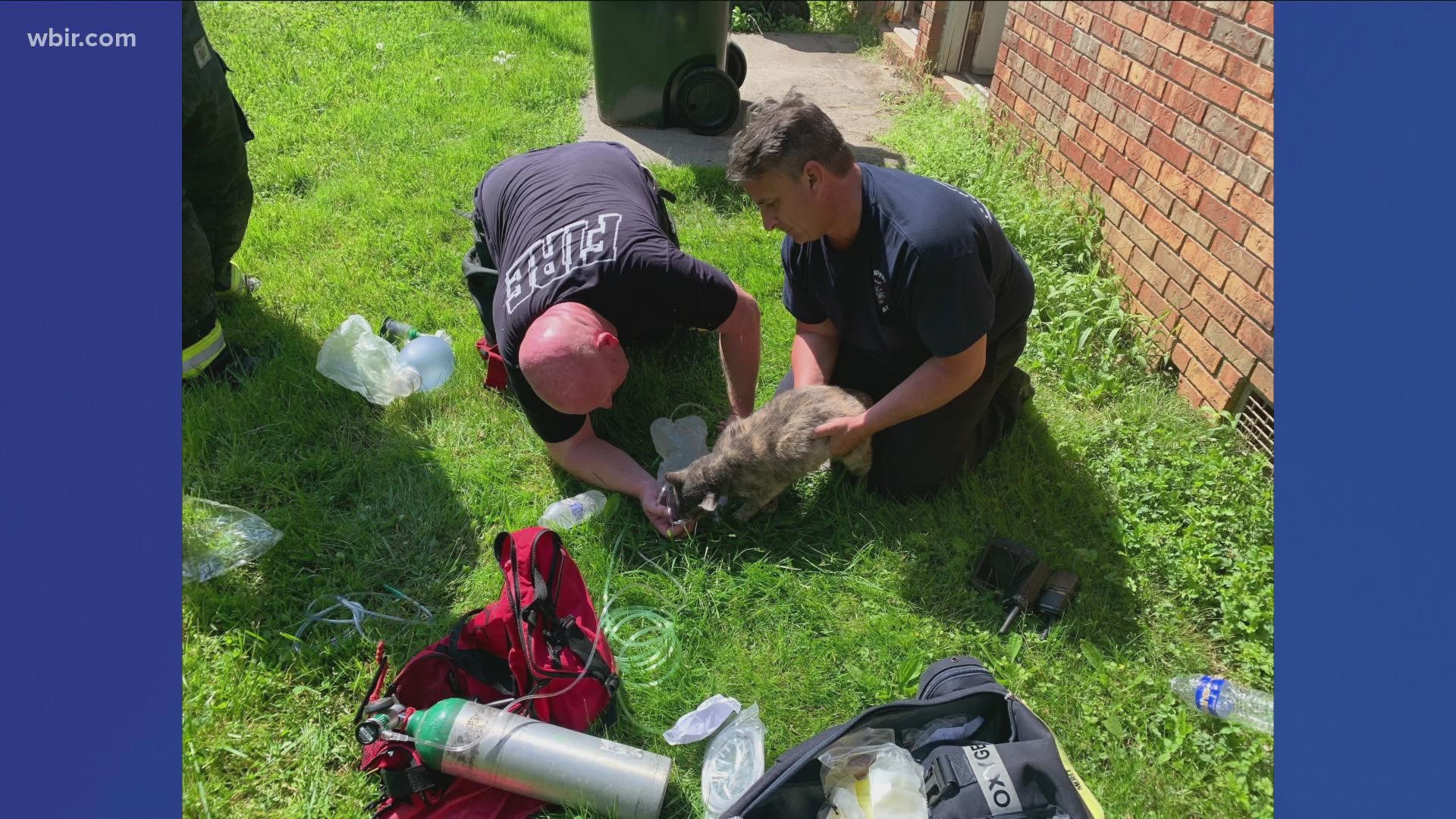 Crews resuscitated a resident's cat on the scene of the fire. No injuries to residents were reported.