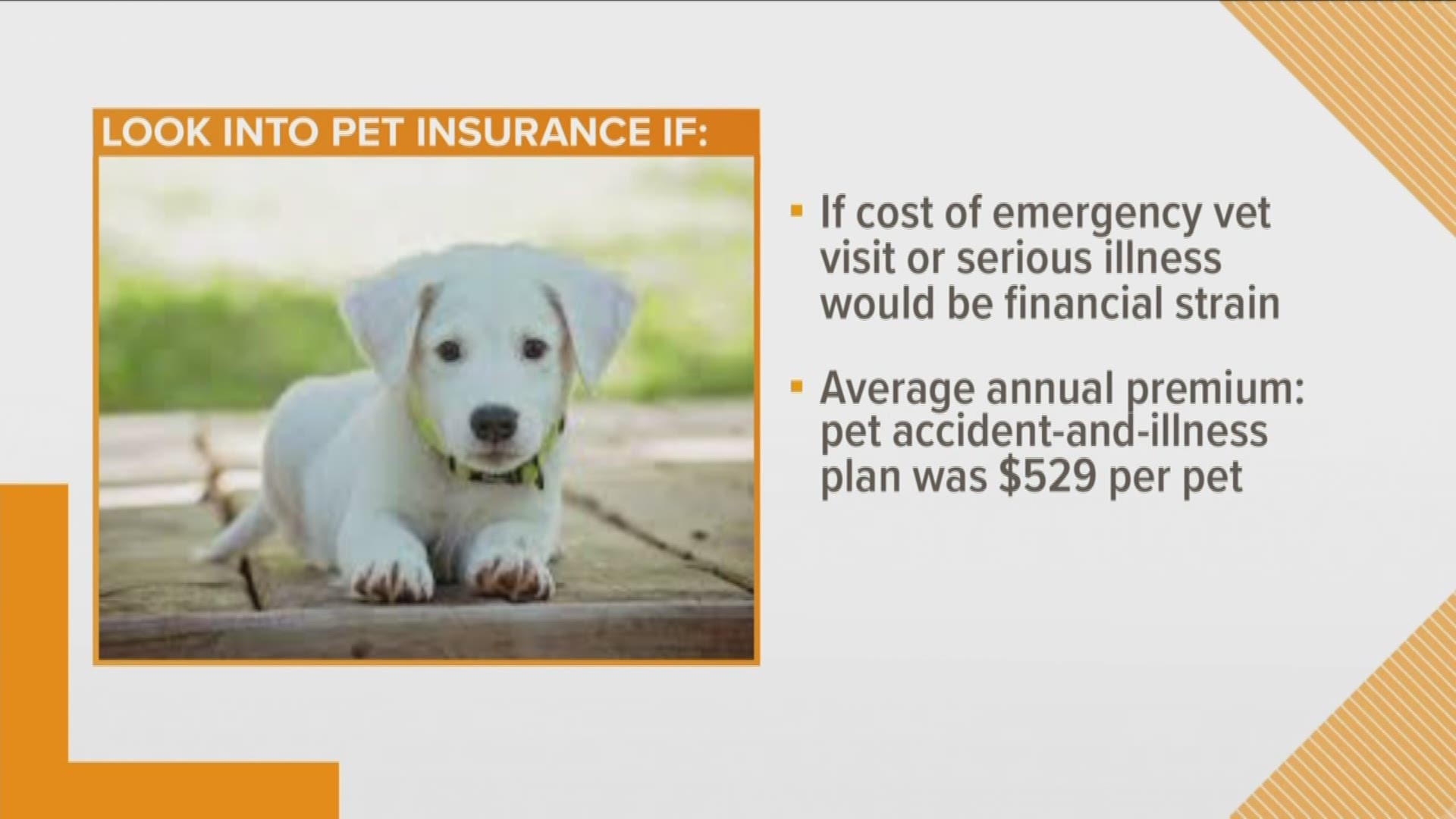 President of Asset Planning Corporation Paul Fain joins us to talk about pet costs.