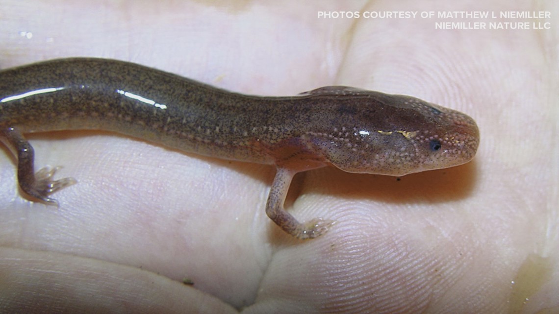 In Knoxville's caves, the endangered Berry Cave Salamander clings to survival as conservationists work to protect them.