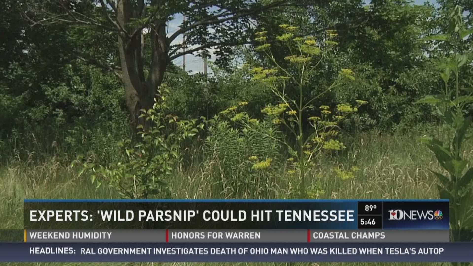 A poisonous weed that can cause severe burns and itching is spreading across the country and it could be found in Tennessee soon.