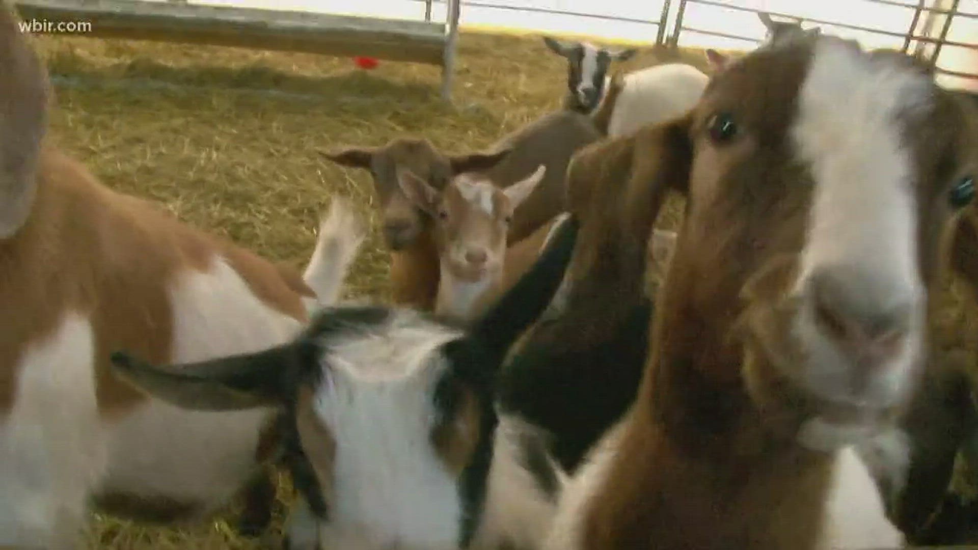 March 5, 2018: Little Ponderosa Zoo is rebuilding and reopening after a fire killed 87 animals in late 2017.