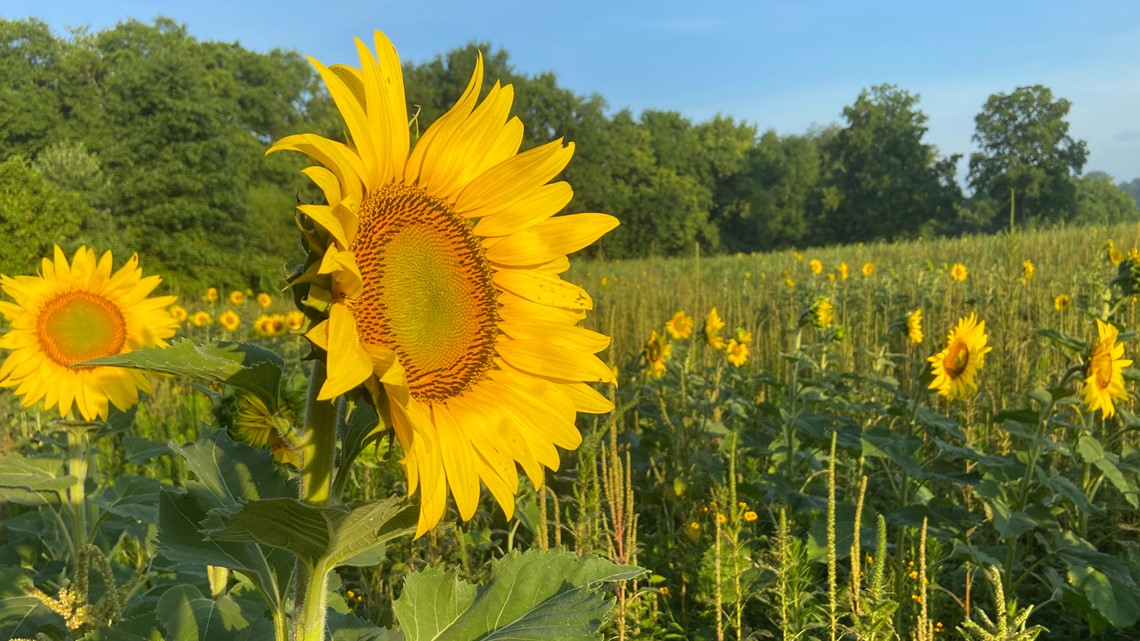 When is the Knoxville Sunflower Festival? | wbir.com