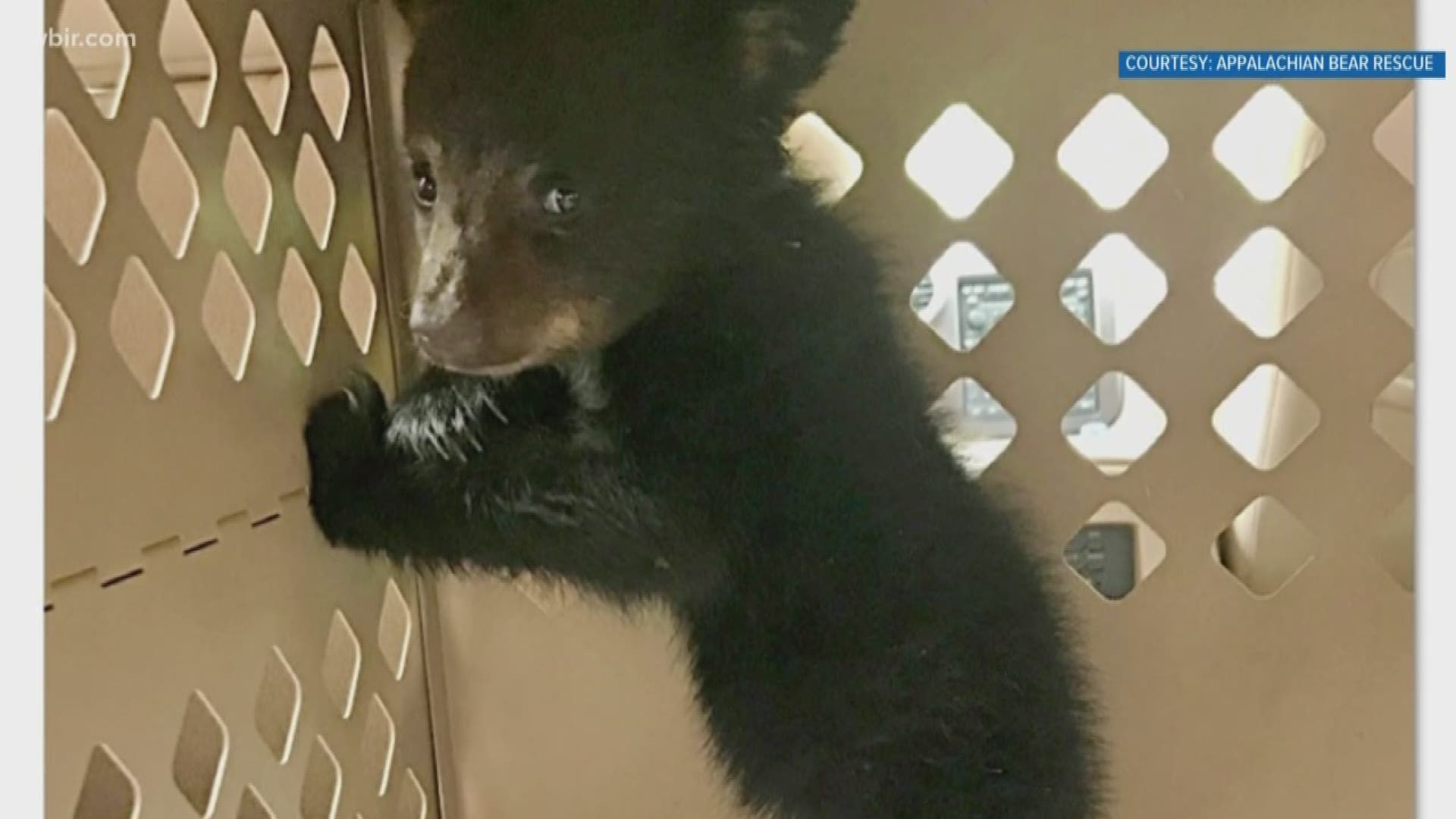 Appalachian Bear Rescue has its paws full this season. The rescue took in two 4-month-old cubs this week -- Dandelion and Bentley bear.  Add that to the 5 others it's caring for already .... and you get 7 "four-month-old" balls of energy. It's also caring for 3 yearlings. 10 bears at once!