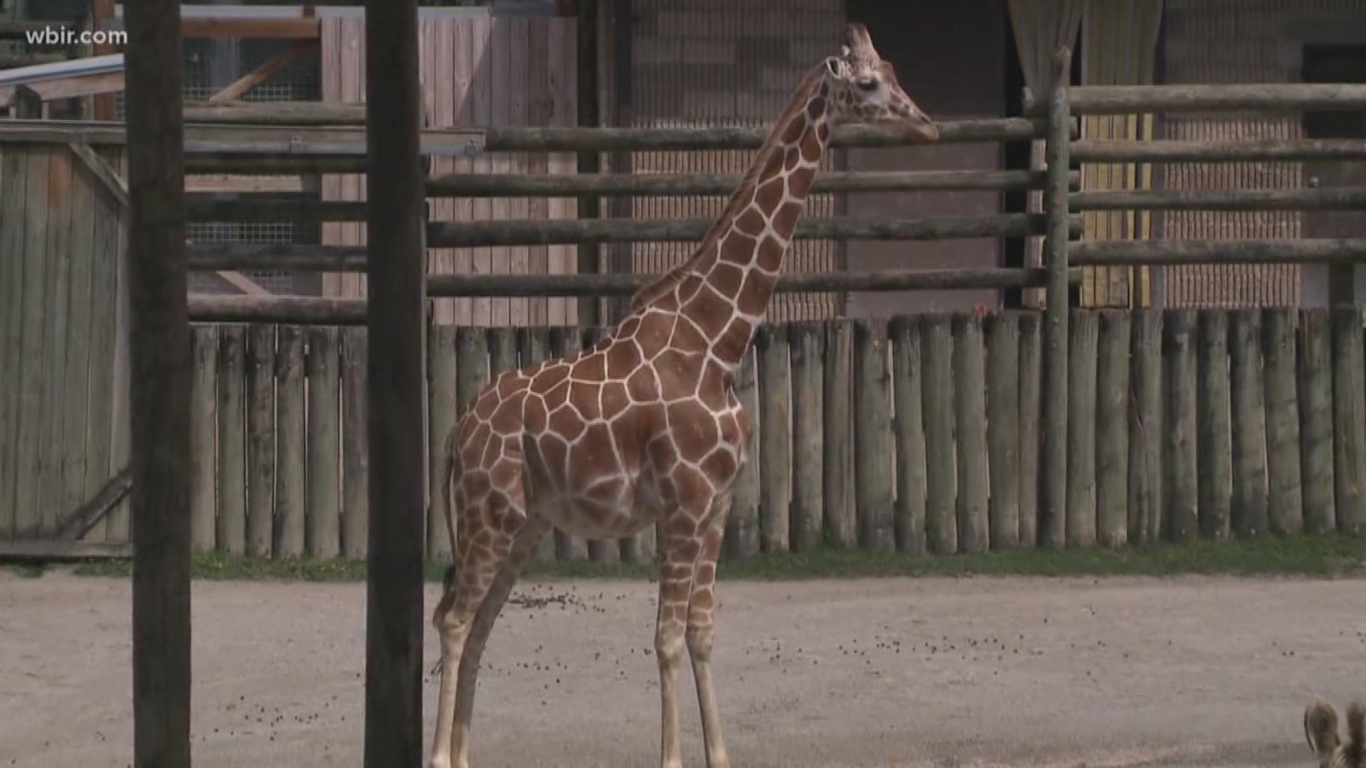 Zoo Knoxville announces that Frances, their 3-year-old Giraffe is expecting a calf sometime in the next few weeks.
The father is Jumbe, who Frances was brought in to pair with on recommendation of the Species Survival plan. Visit zooknoxville.org to learn more about the Giraffes.
June 21, 2019-4pm