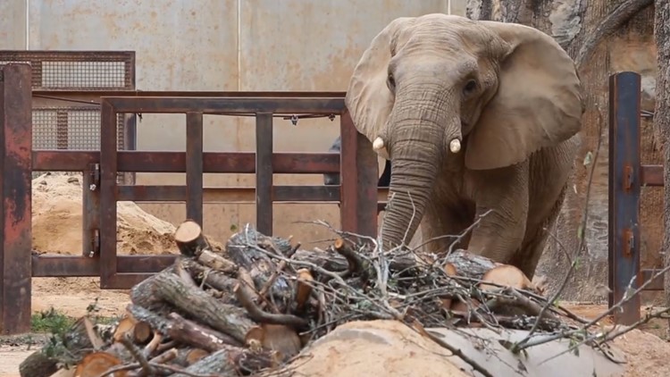 'It's time for the next chapter of their lives' | Zoo Knoxville planning farewell weekend for Jana the Elephant
