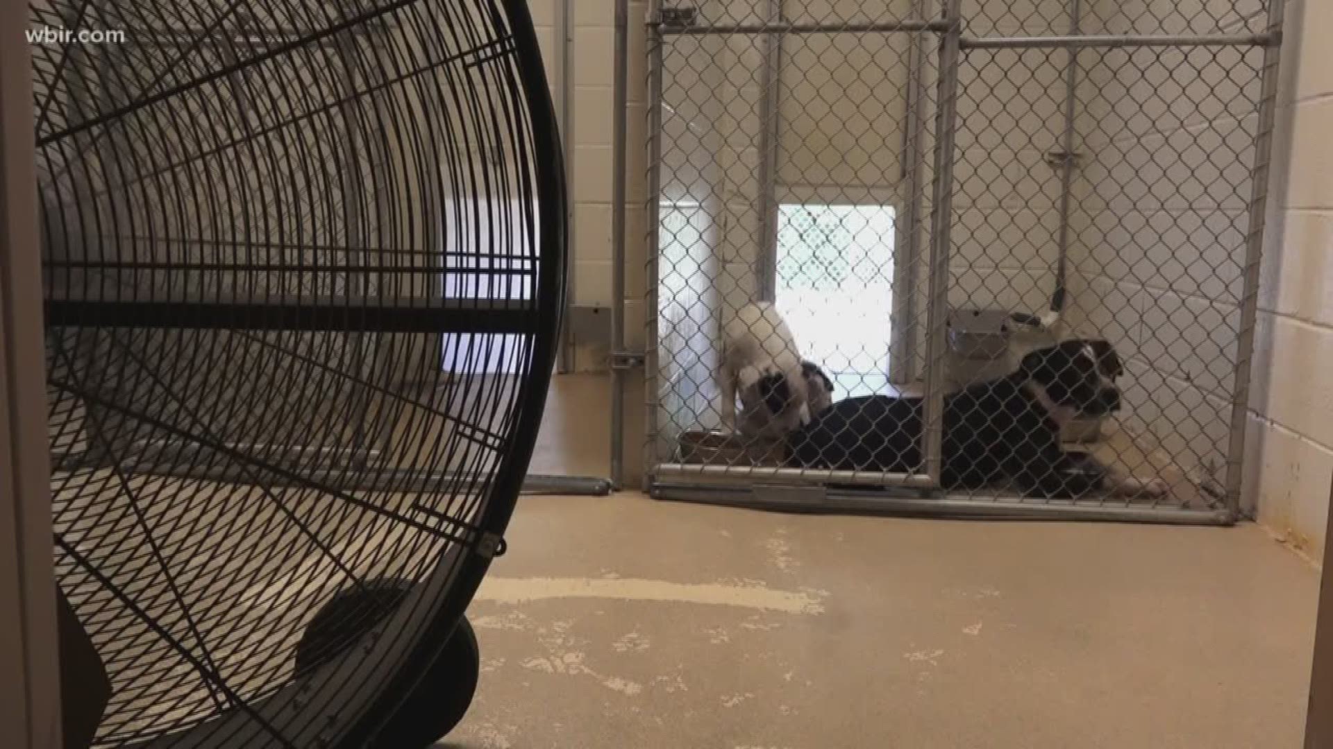 The main unit that heats and cools the area where the animals are kept will still take another week to replace, but HVAC companies and community members have donated both temporary and permanent fixtures to keep the shelter cool.