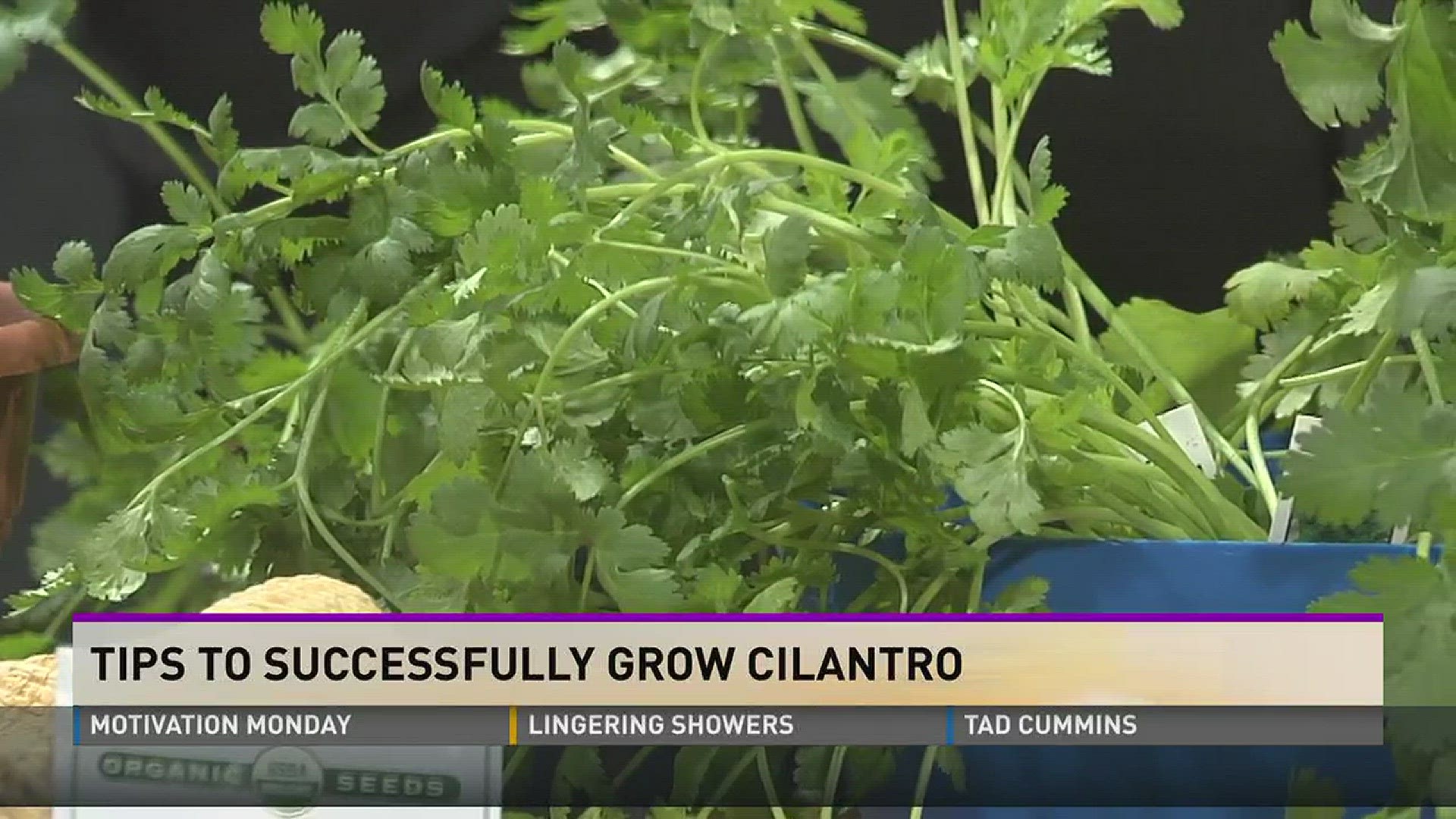 Tips to Successfully Grow Cilantro | wbir.com