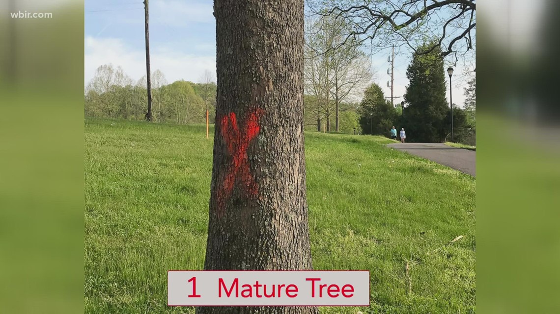 Lakeshore Park plans to remove trees as part of construction, and some park visitors are not happy - Vimarsana News