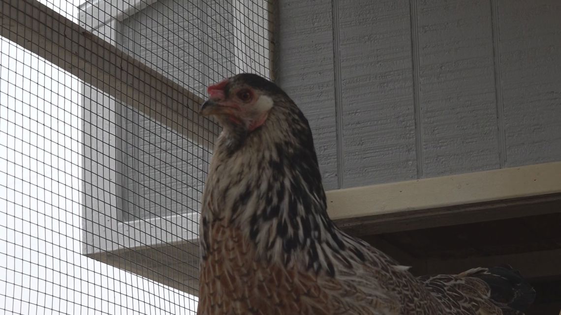 Norwood Elementary teaches STEM skills through chicken farming