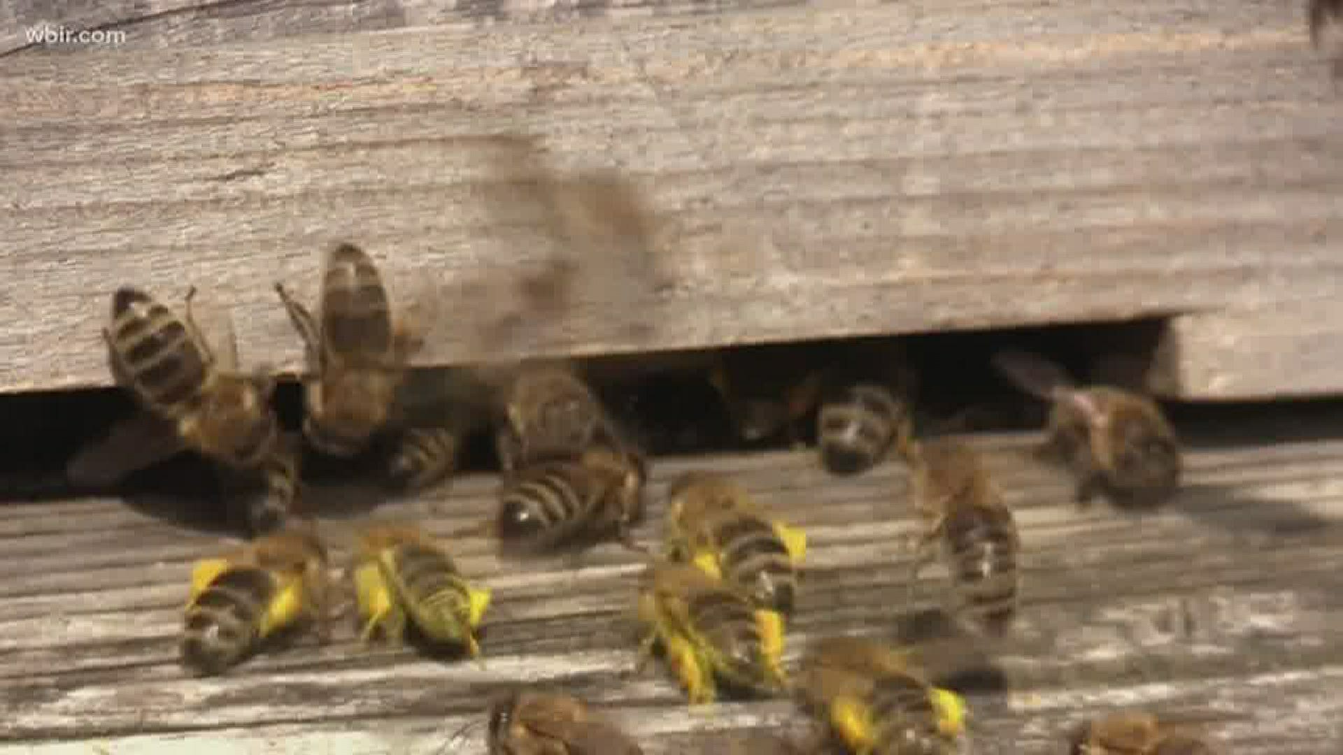 Beekeepers are urging people to call the professionals to remove those swarms safely.