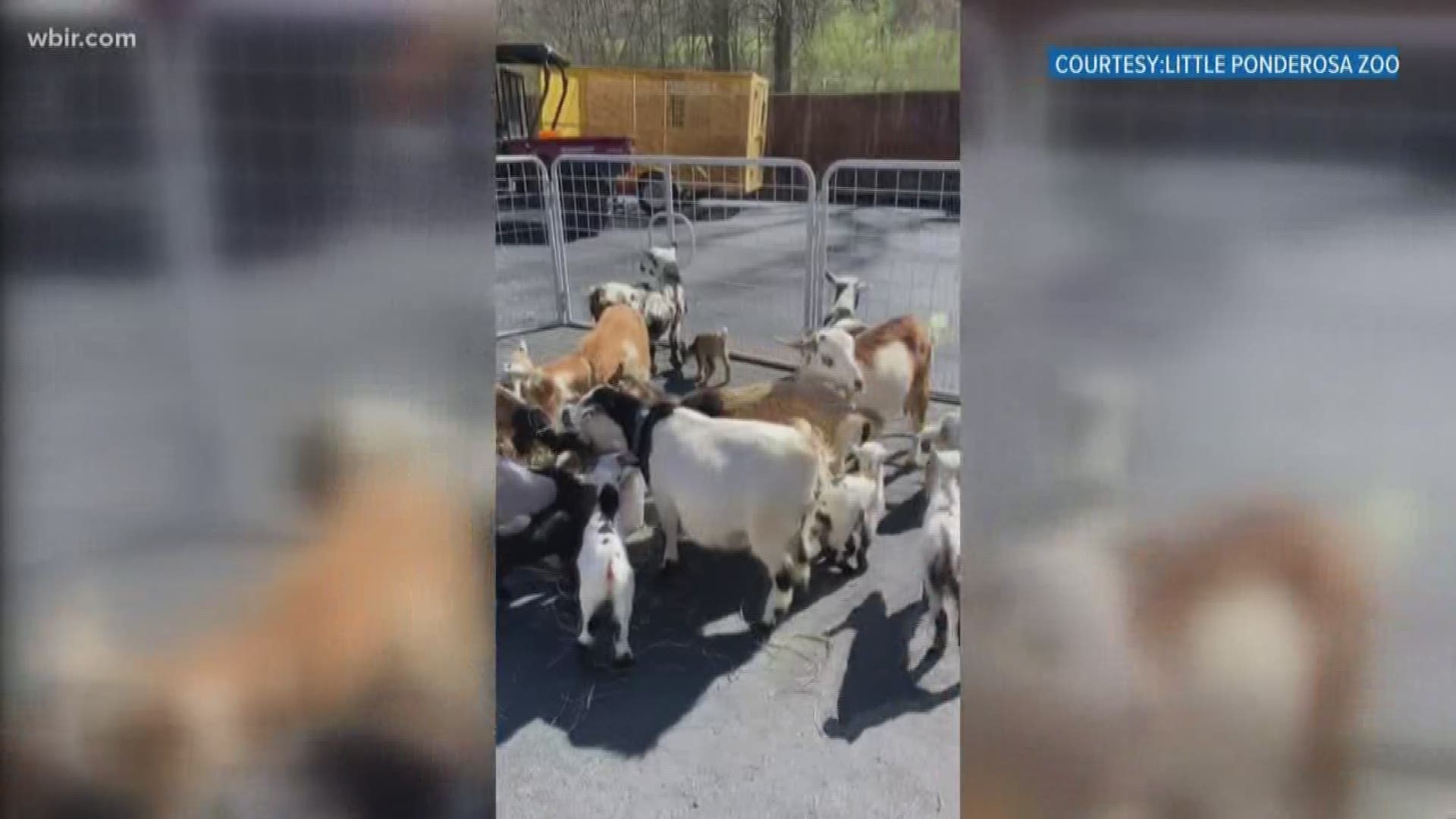 Little Ponderosa Zoo said it was not kidding around after it welcomed 85 new baby goats to the rescue.