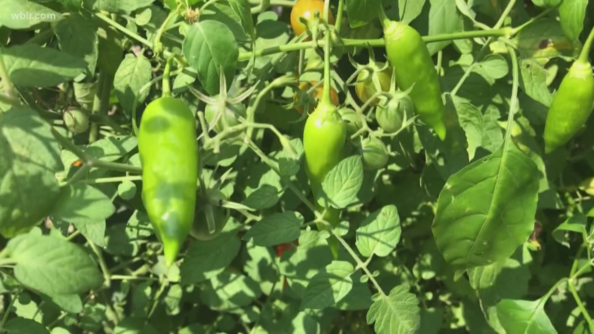 This semester the University of Tennessee's UT Recycling program launched a Grow Lab. The lab is meant to help address food insecurity and serve as an outdoor classroom for students.