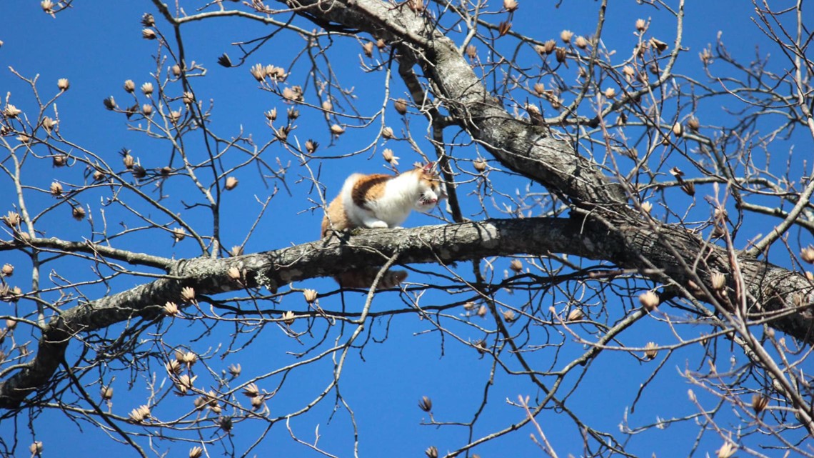 'Jingle' the cat rescued from a tree after being stuck 100 feet in the
