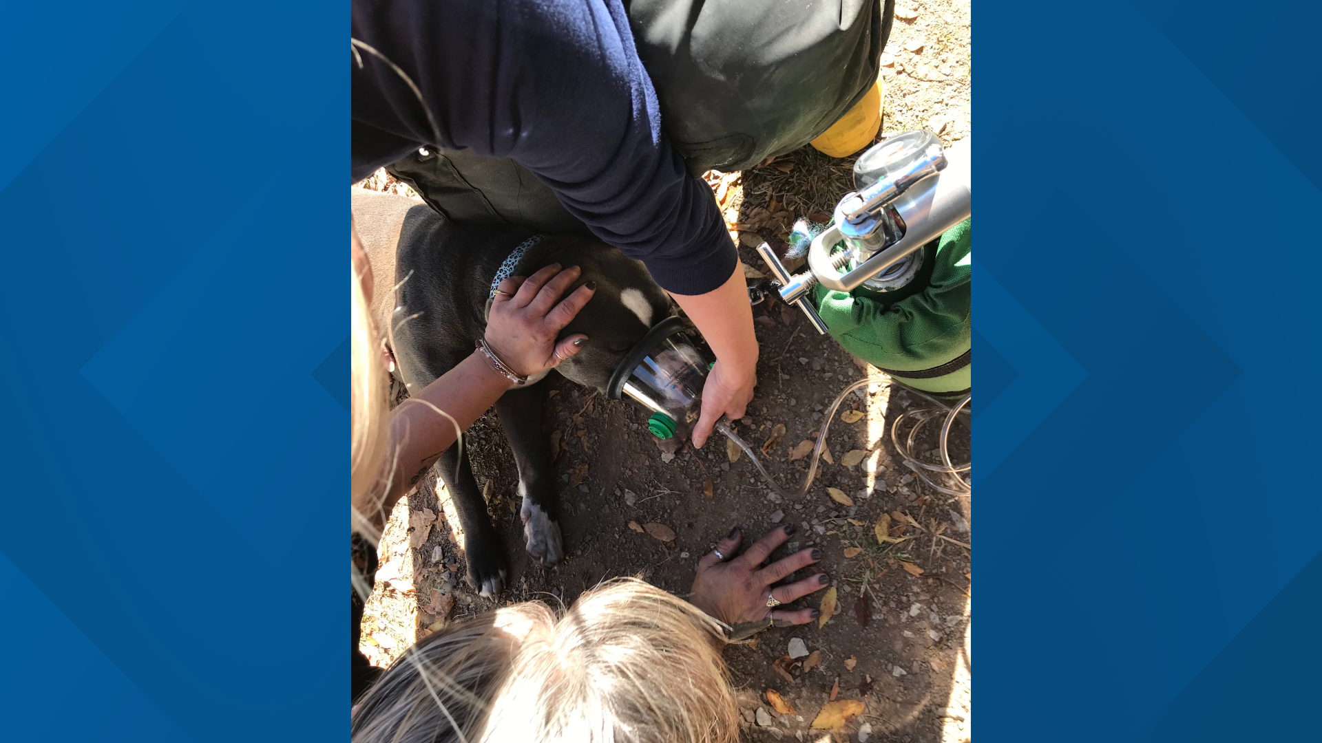 KFD revives dog after house fire in N. Knoxville | wbir.com
