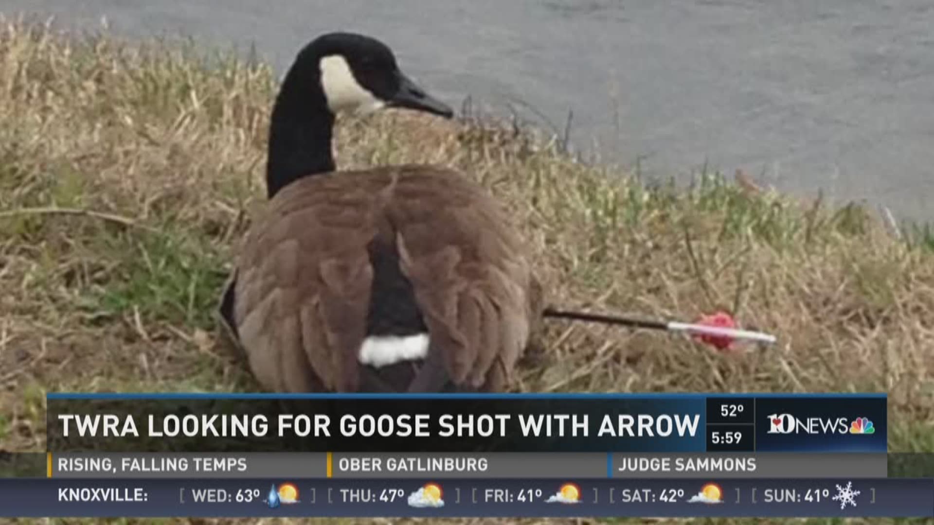 Jan. 24, 2017. 6 p.m.TWRA tries to rescue a goose with an arrow in it's midsection.