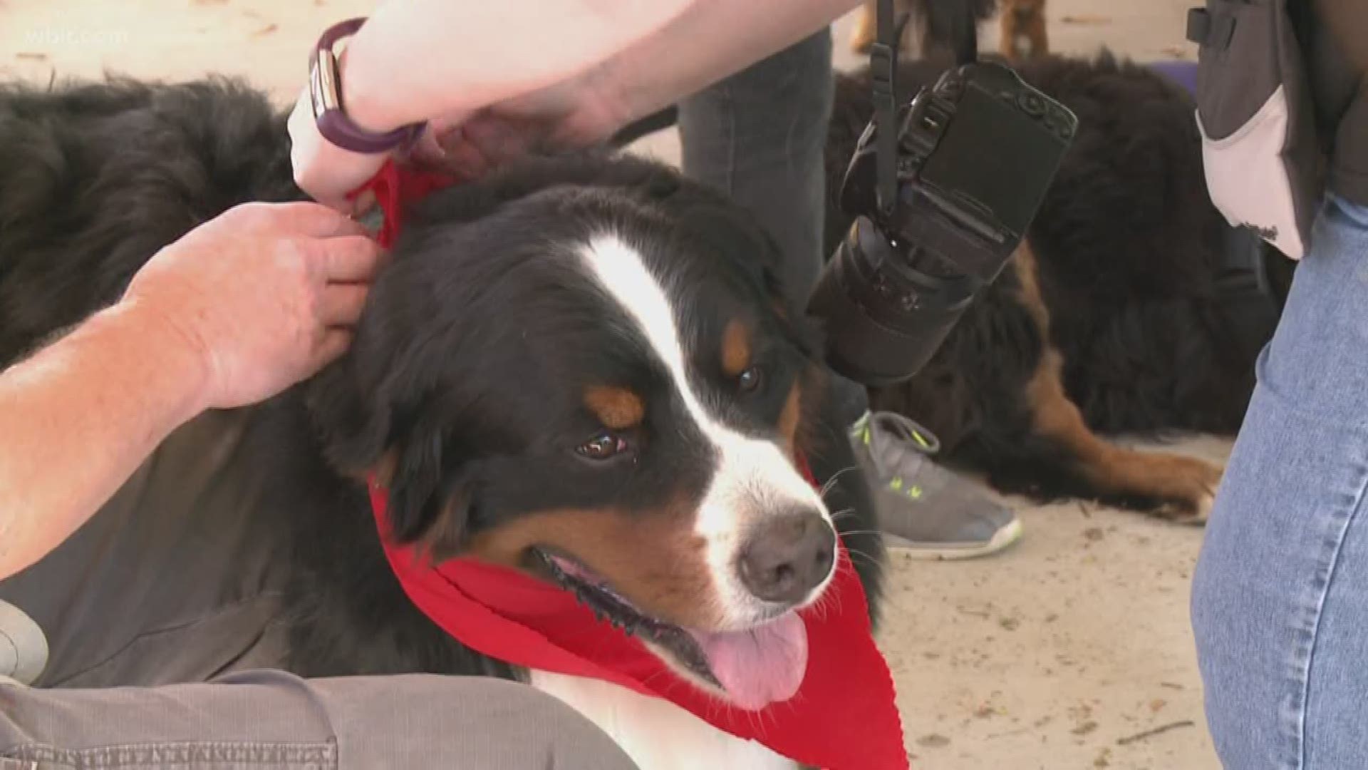 One dog breed was nearing extinction, but a few folks decided to come together to support the Bernese Mountain Dog breed and prevent its extinction.