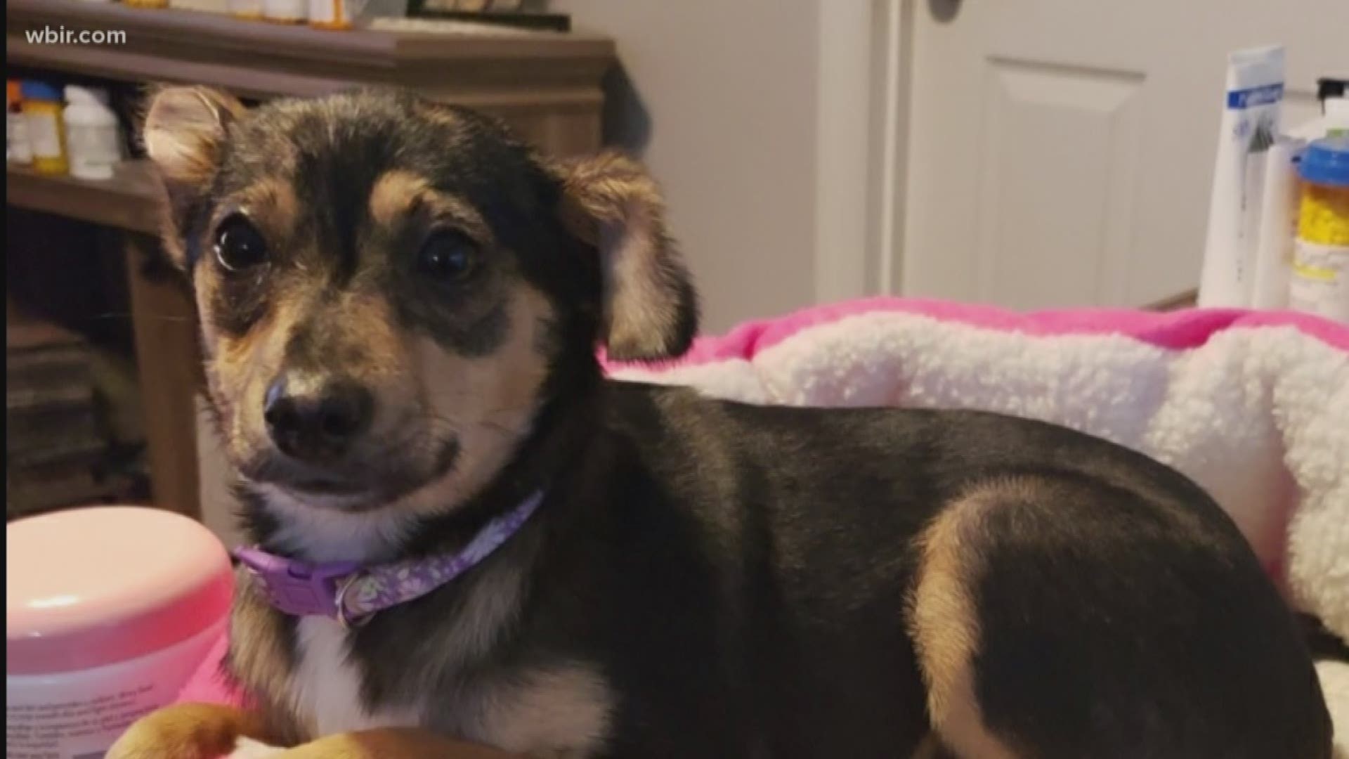 A puppy rescued from Cocke County with severe burns on most of her body is now thriving in her new Knoxville home.