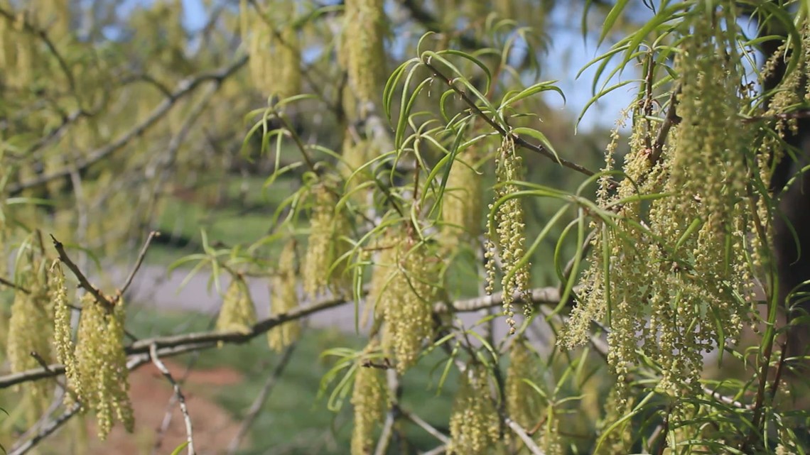 It's pollen season in Tennessee and it's bad already
