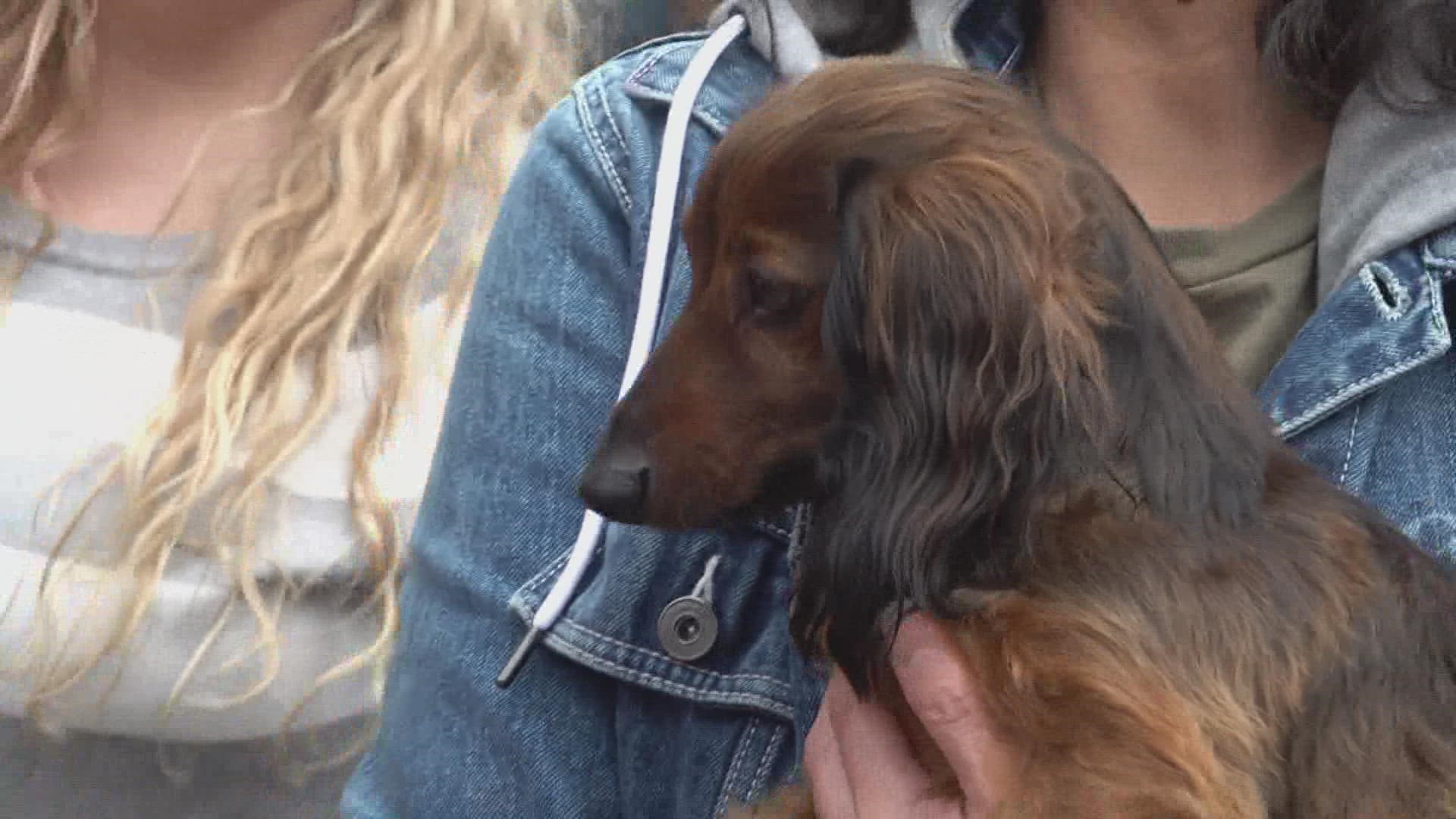 The annual Wiener Dog Race at Schulz Brau Brewery had plenty of fury competitors!