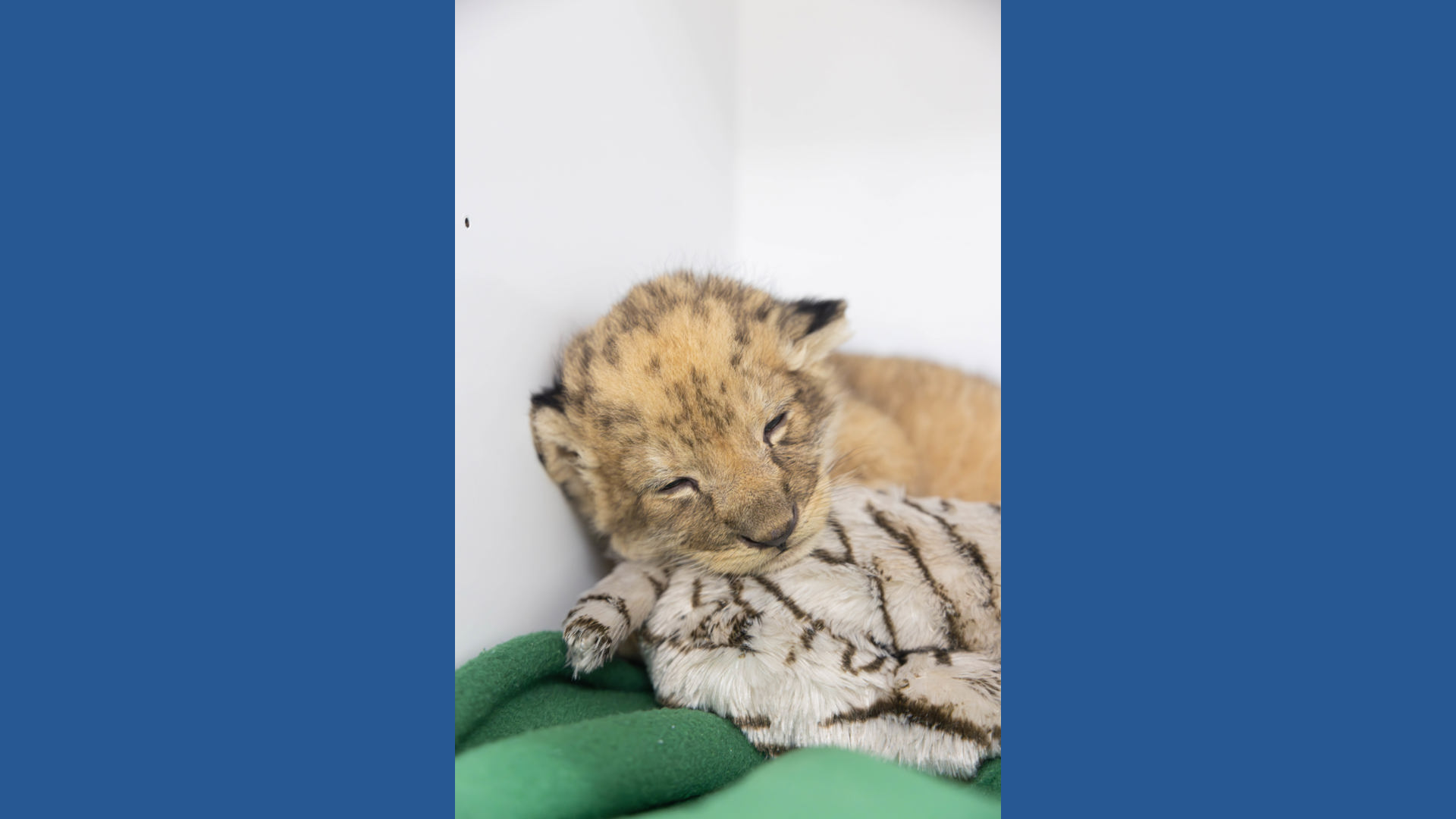 Zoo Knoxville welcomes lion cub | wbir.com