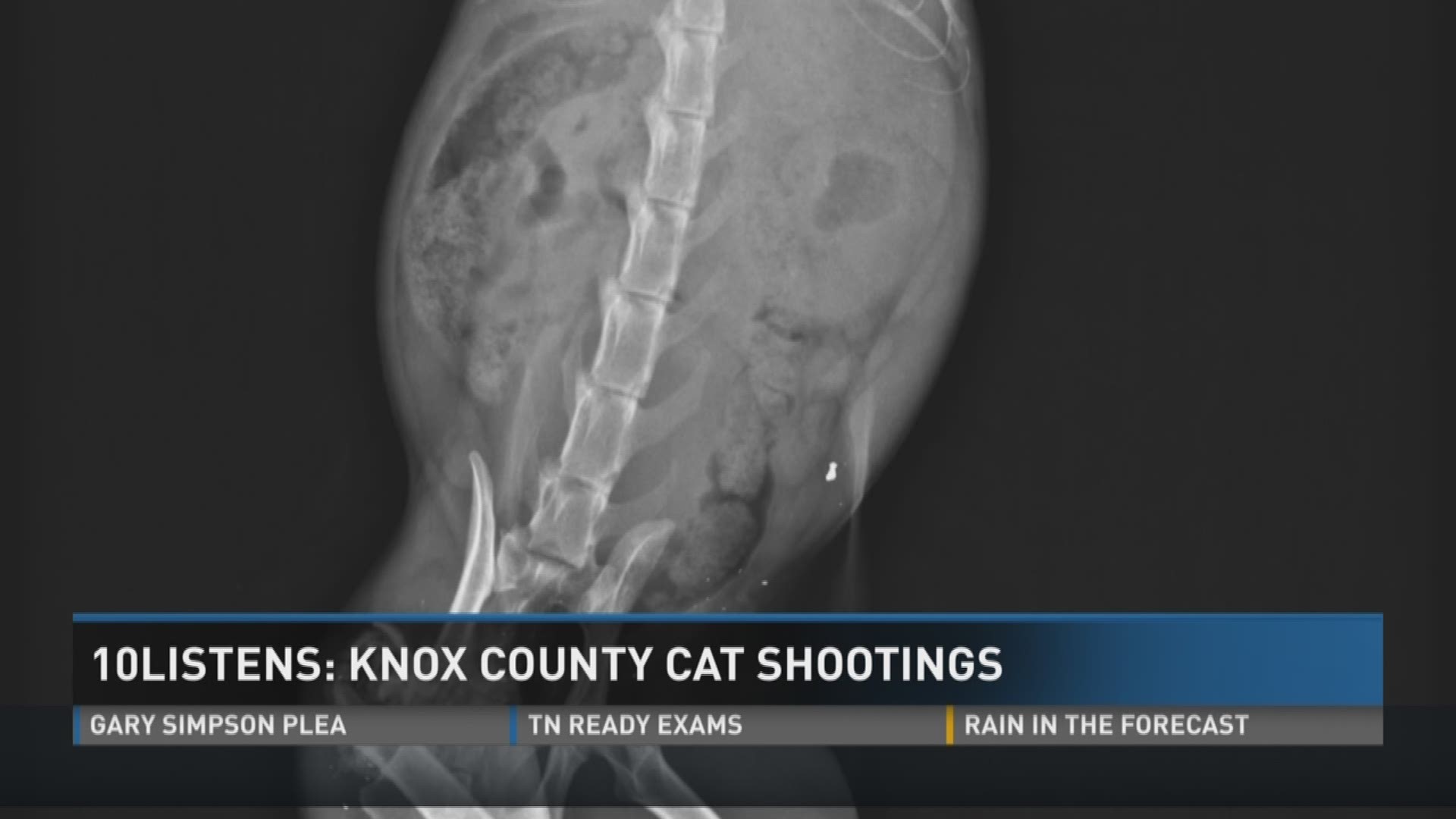 The Knox County Sheriff's Office is investigating reports of a family's cat shot with an arrow. But this isn't the only  cat shooting in that area recently. (4/17/17 5 pm)