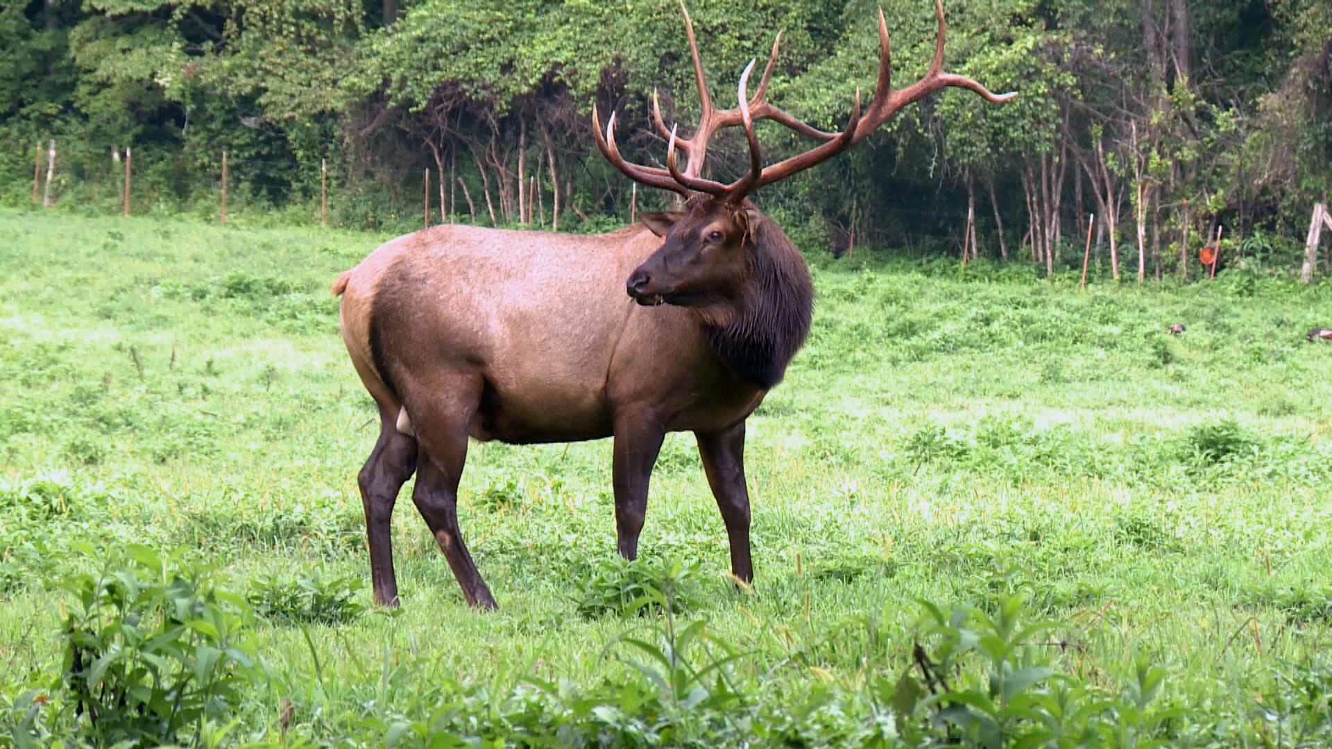 A new festival this weekend helps the resurgent Elk in the Great Smoky Mountains.