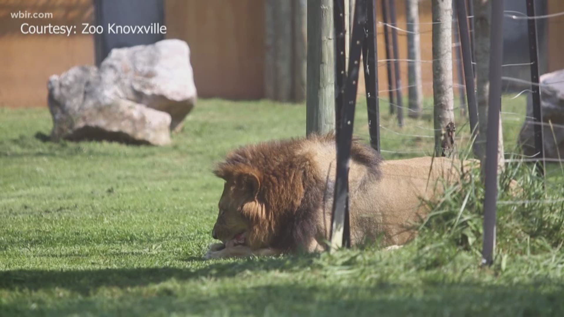 Disney's new version of the Lion King hits theaters on Friday, and Zoo Knoxville has an array of animals who would have been the perfect stars.