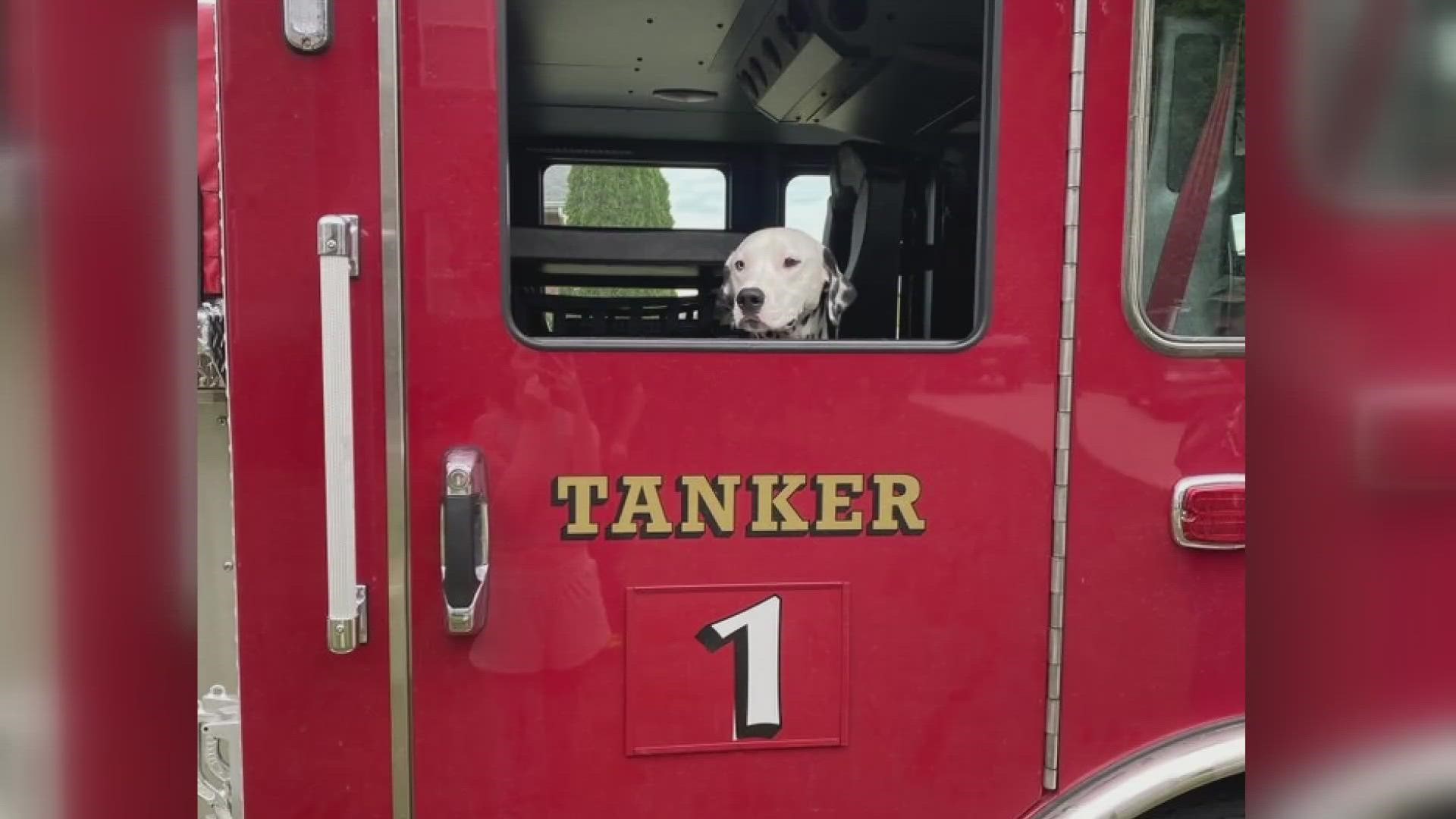 Tanker the Dalmatian is the grand marshal of Mardi Growl and to his owner, he's also a life-saver.