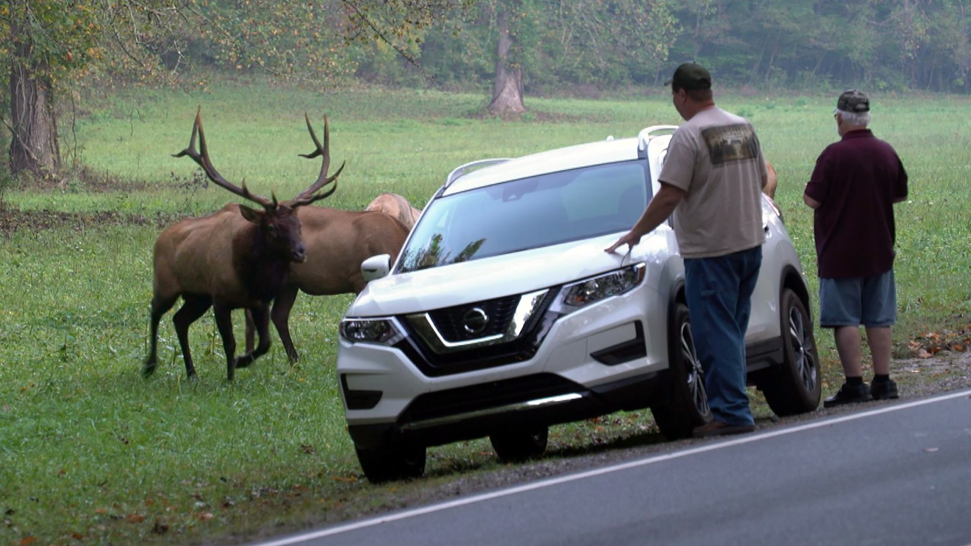 Tourists are crowding the Great Smoky Mountains to see the fall colors and hear the loud mating calls of wild elk, but this is no time to get close to the creatures.