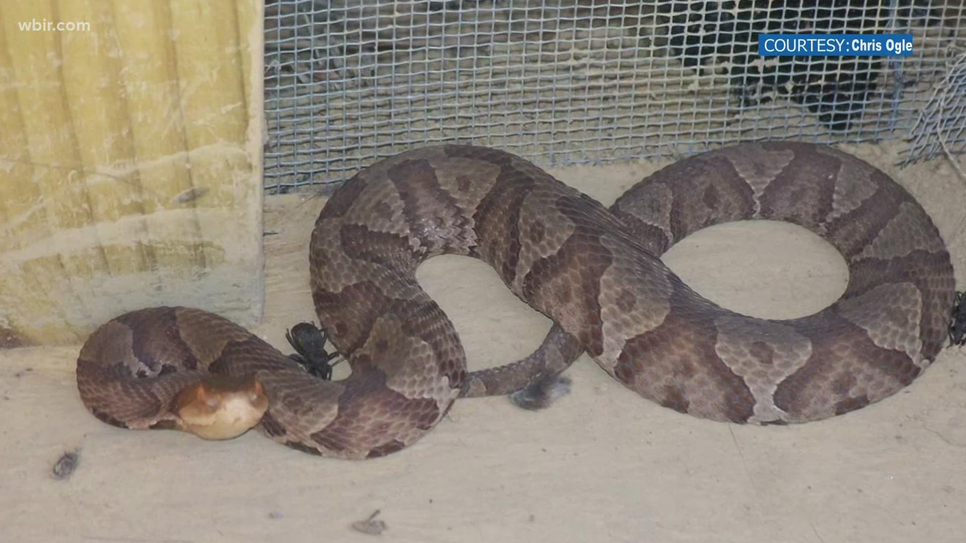 Copperhead snakes across East Tennessee are starting to give birth, as late summer goes into fall.