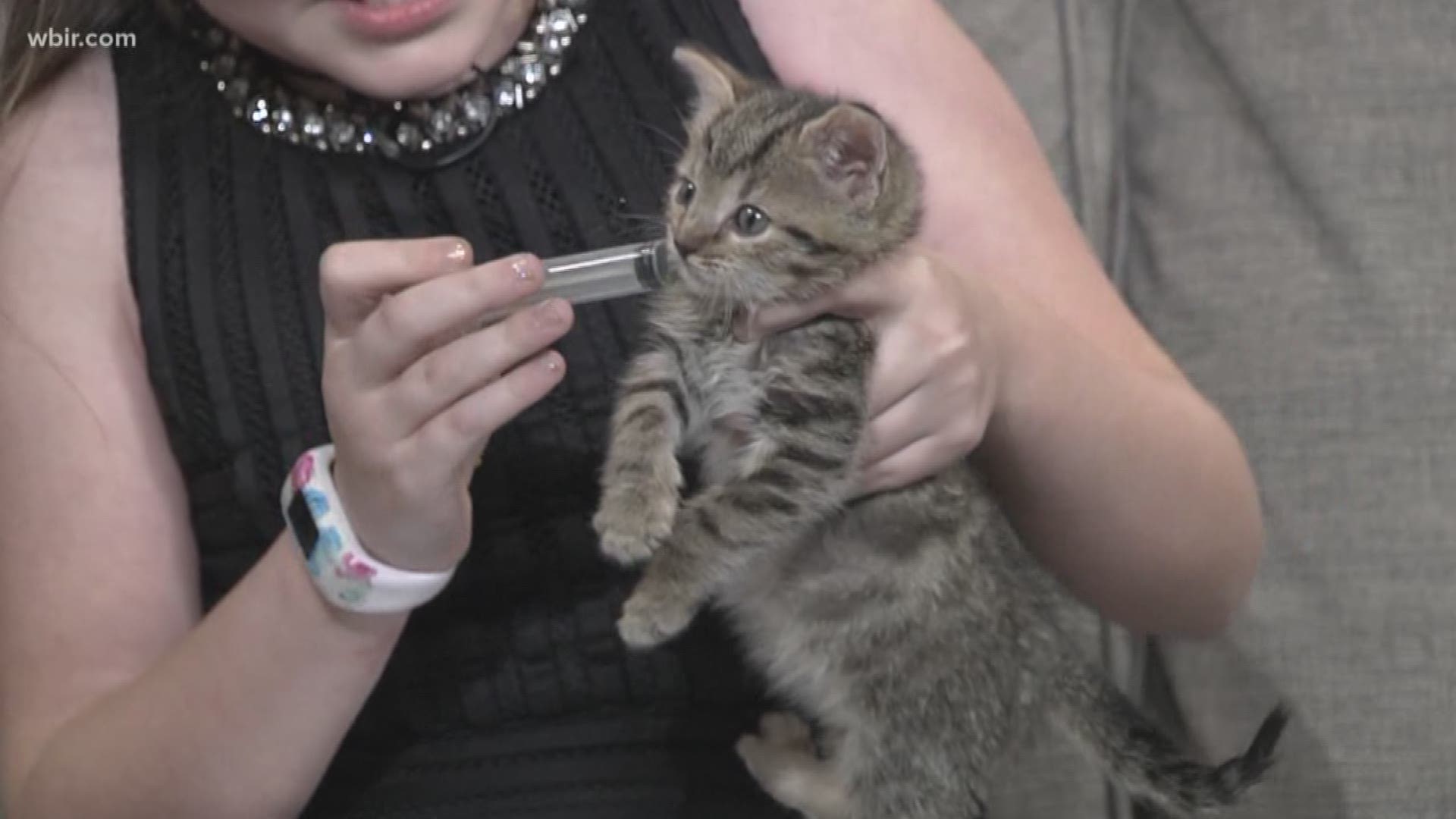 Junior Anchor Alayla helped raise an orphaned kitten. Here she shares some ways she fed the kitten to get him healthier and stronger.
Oct. 23, 2018-4pm