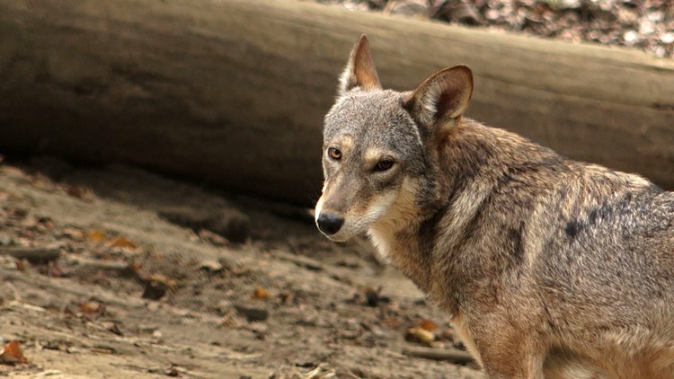 Red Wolf at Zoo Knoxville Enclosure