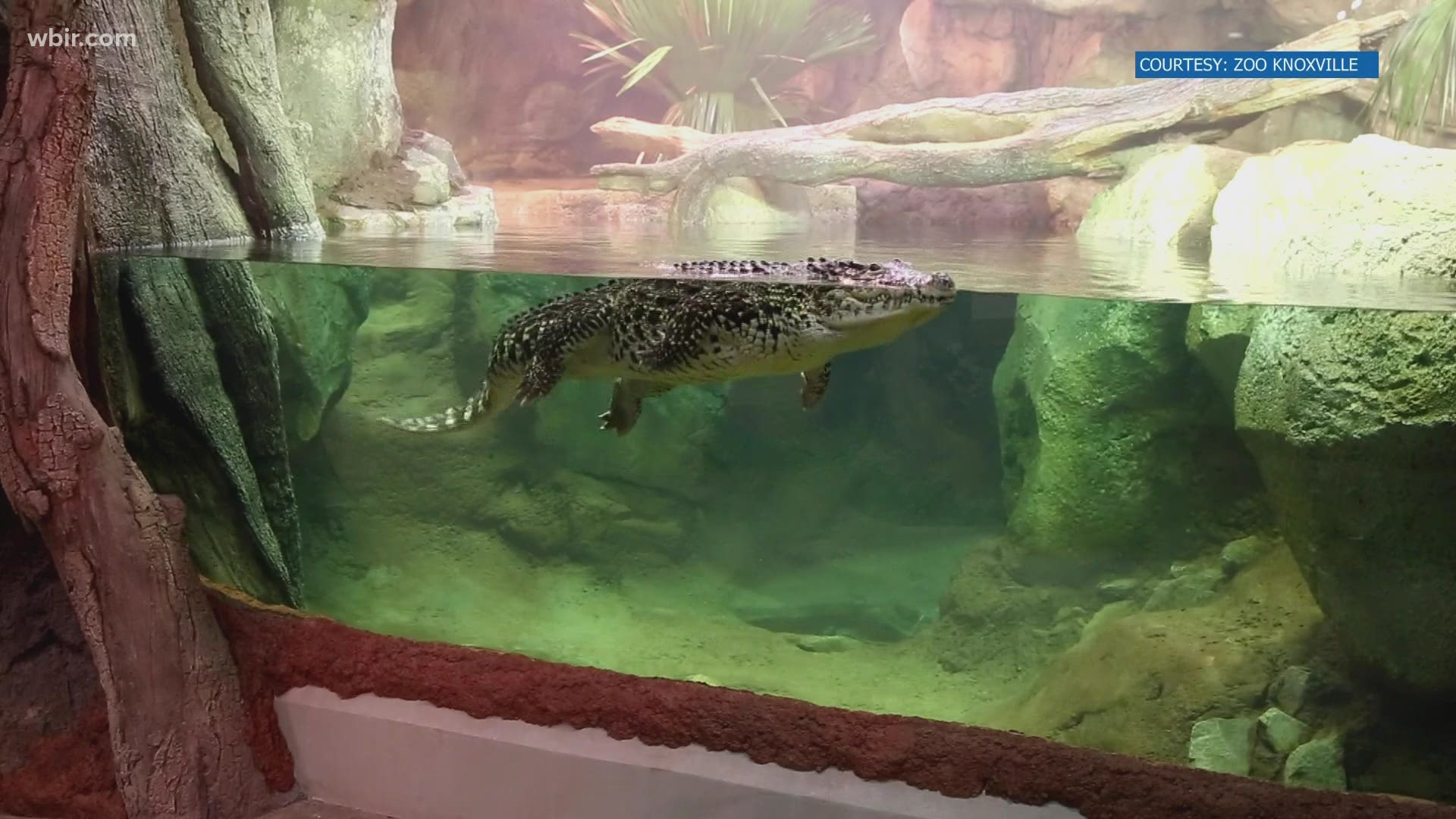 Cuban crocodiles are considered endangered. Zoo Knoxville said there are just thousands of them left living in the wild.