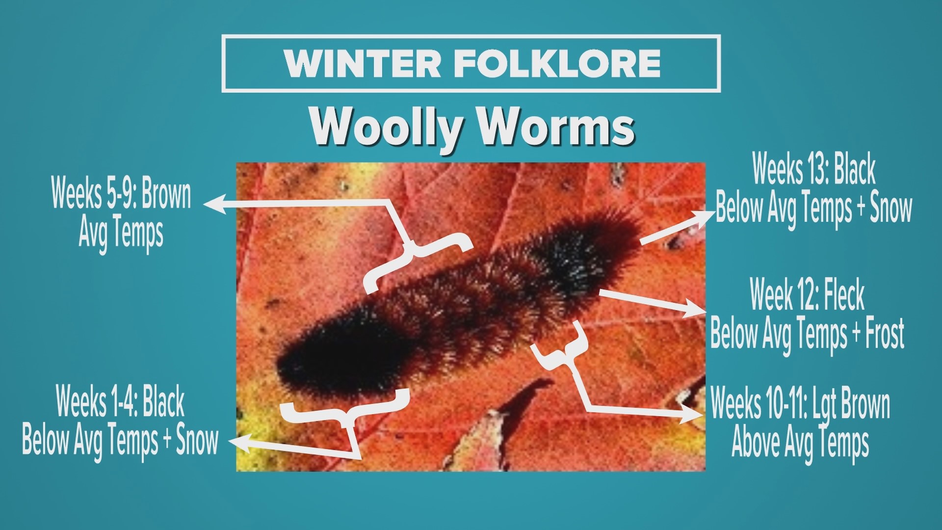 Persimmon seeds and woolly worms predict a snowy winter
