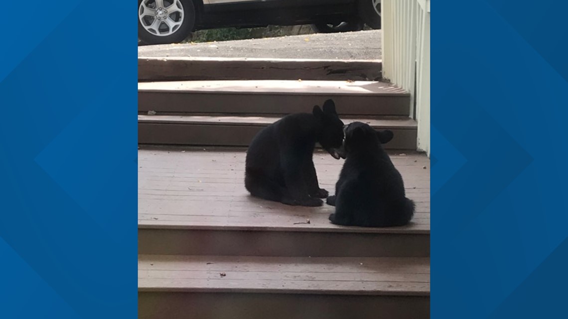 Adorable Video Shows Bear Cubs Purring in Den, Snuggled next to Mom