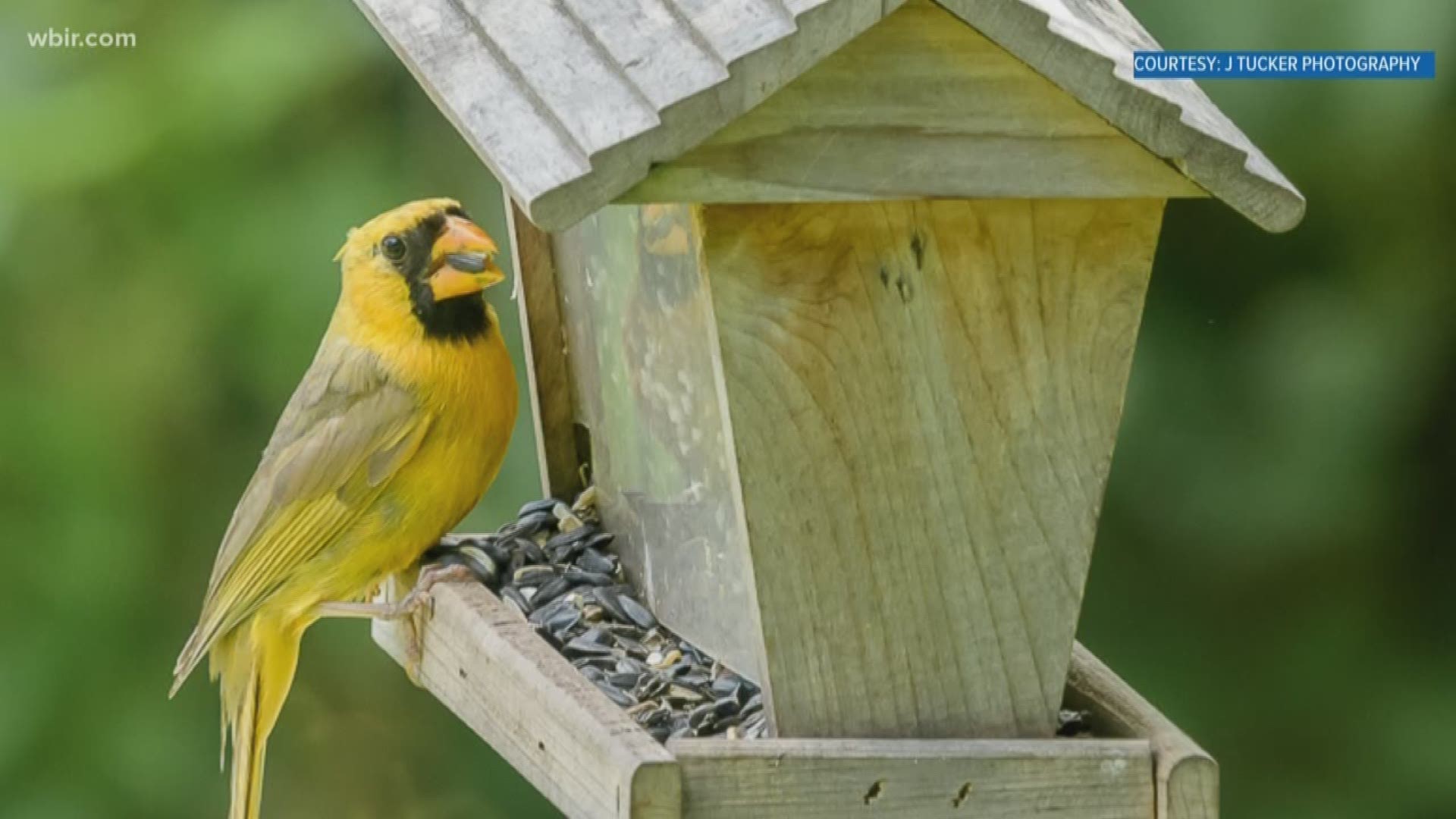 A Knoxville photographer is getting plenty of attention for capturing photos of a rare bird, right here in East Tennessee. Jimmy Tucker took these stunning photos of the yellow cardinal in Roane County.