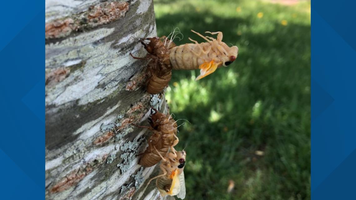 Photos 17year Brood X cicadas emerge in East Tennessee