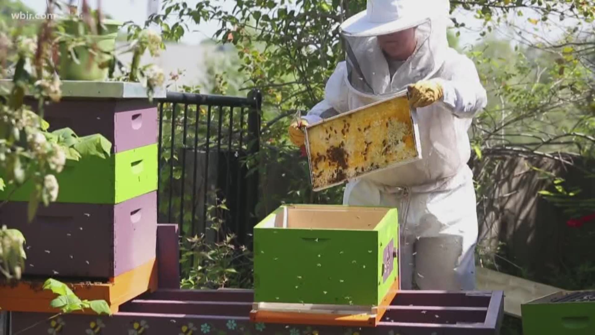 Honeybees are vital for a healthy ecosystem, but beekeepers in East Tennessee say they're concerned about the future of the insect.