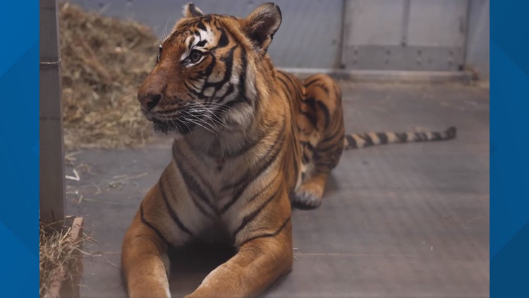 Zoo Knoxville welcomes their newest Malayan tiger, Tahan!