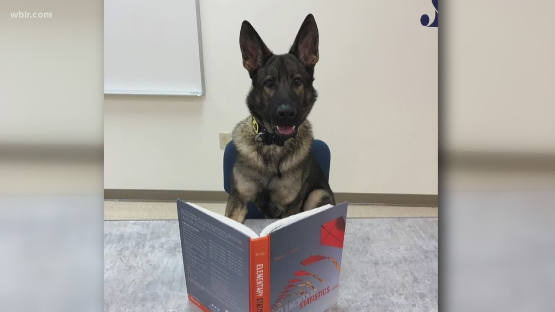University of Tennessee's Police  Department shared a picture of K9 Bruno studying as a way to encourage students to get ready for finals.
Dec. 5, 2018-4pm