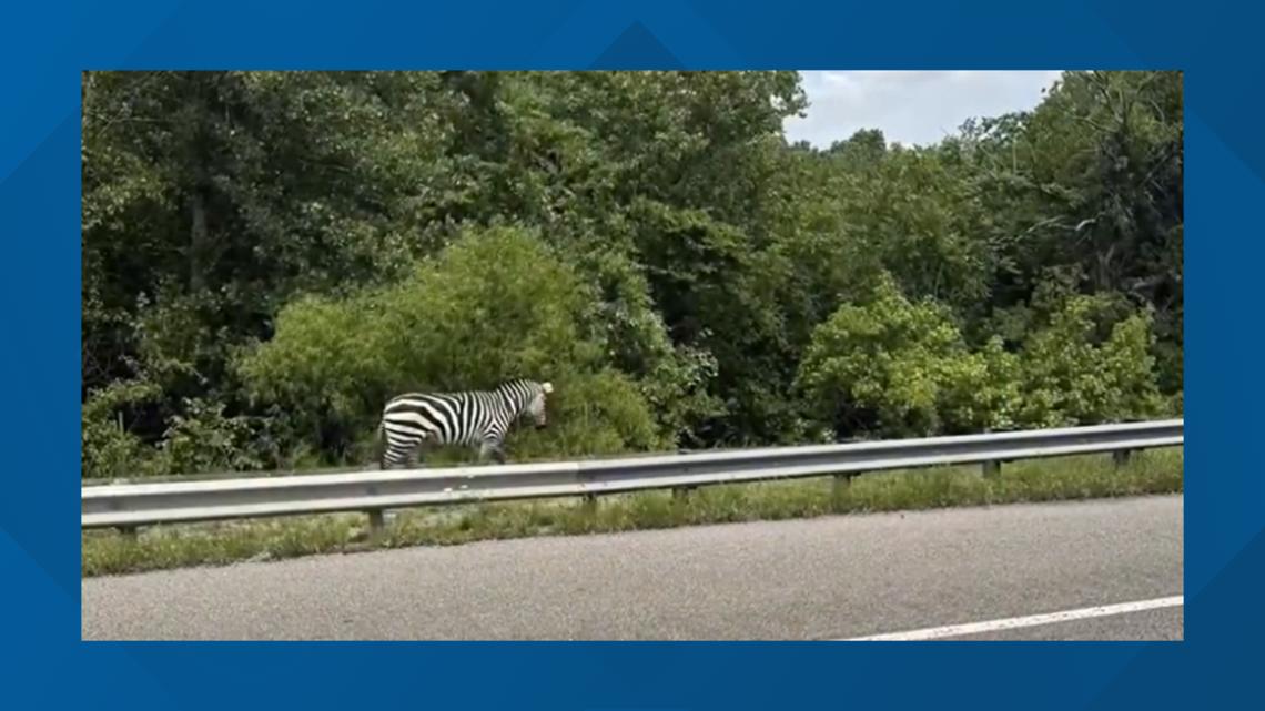 Escaped zebra in Rutherford County briefly shuts down Middle TN