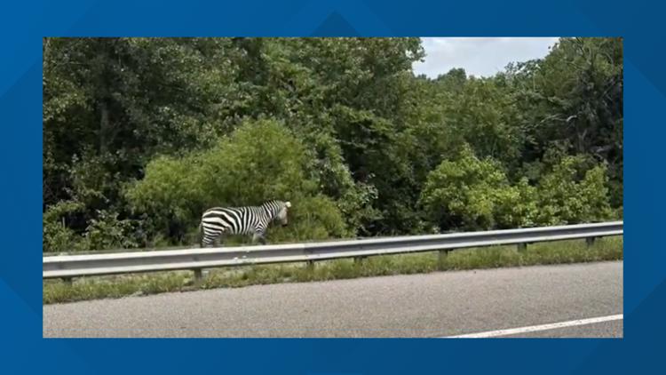 Escaped zebra in Rutherford County briefly shuts down Middle TN