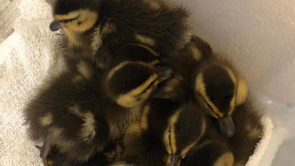 Cute! Baby ducklings rescued in Sevierville by first responders | wbir.com