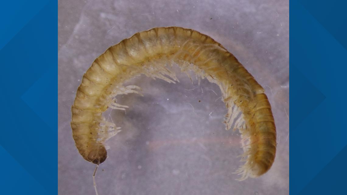'The Smokies just got a whole lot more—leggy' | Four new millipede species discovered in Great Smoky Mountain National Park