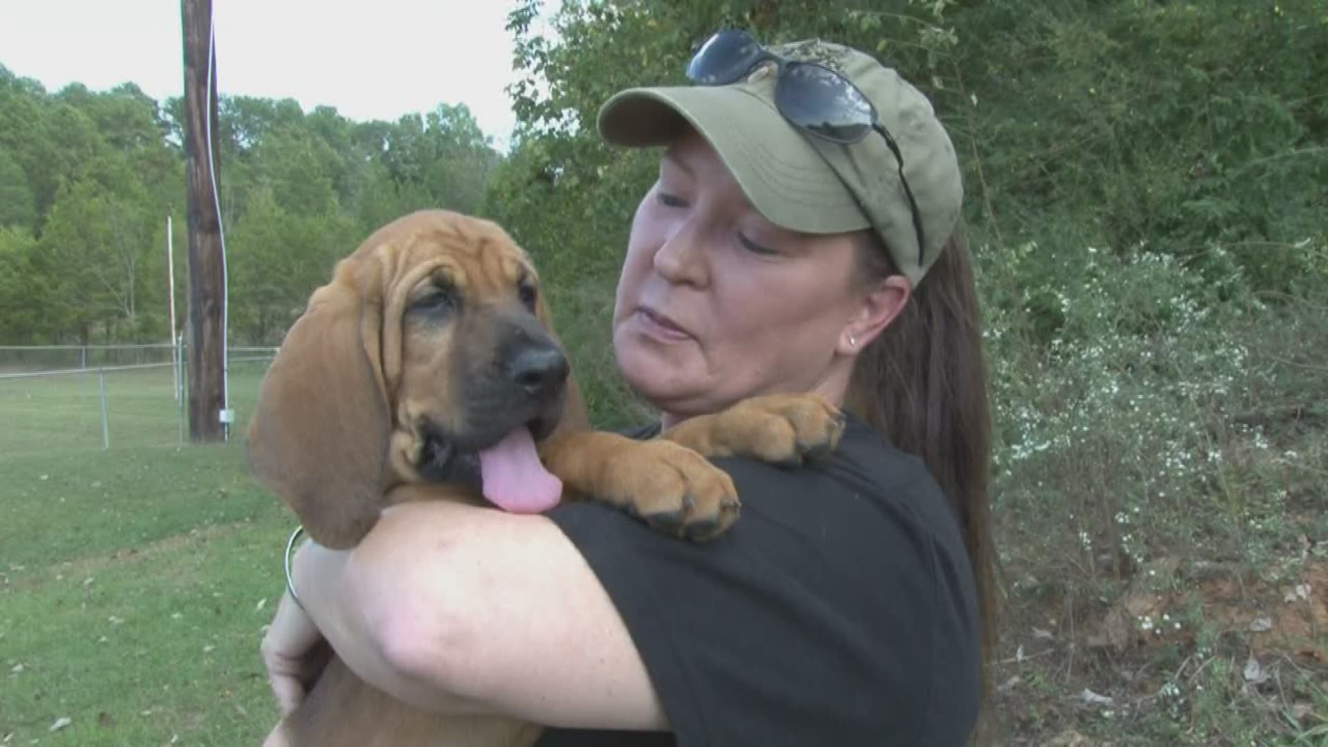 When K-9 Josey died in October 2018, Deputy Missy Carter didn't think she'd ever want another bloodhound. Then she met Storm.