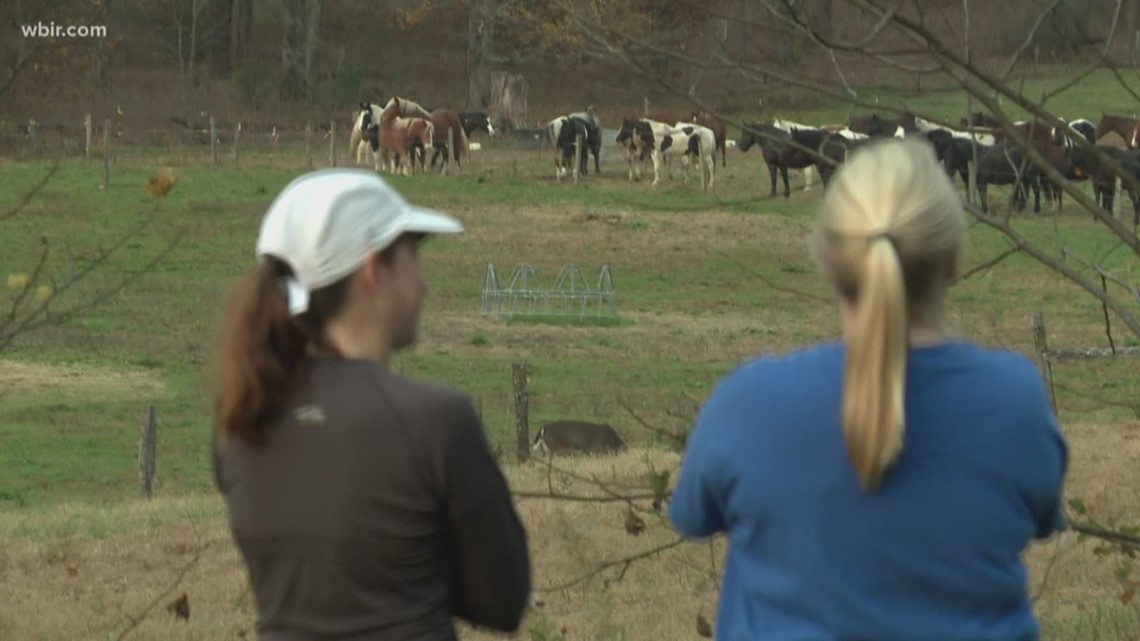 Cades Cove Loop Lope