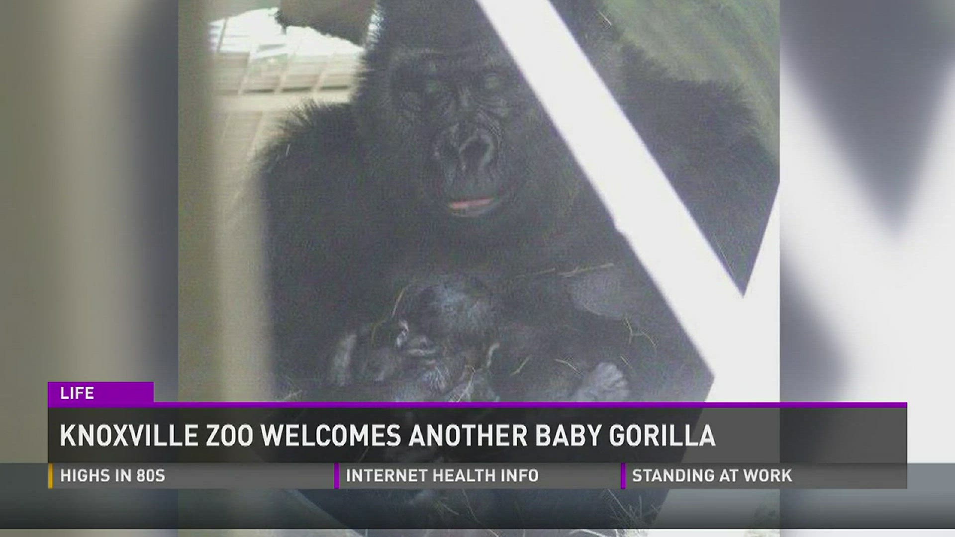 There have been two baby gorillas born at the Knoxville Zoo during the past week. (6/2/15 5PM)