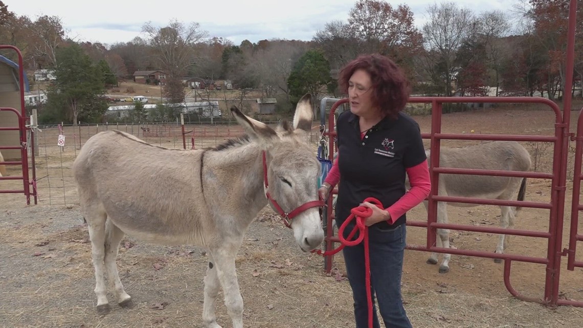 25 Days of Giving East Tennessee Miniature Horse and Donkey Rescue