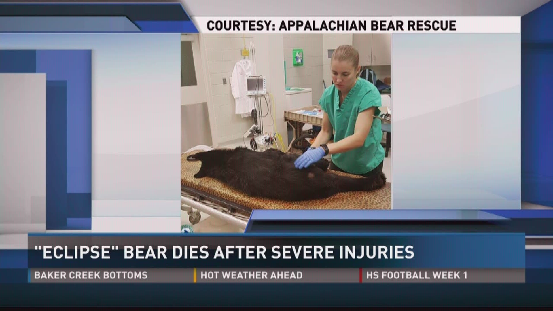 Aug. 18, 2017: A bear picked up by Appalachian Bear Rescue and named after the total solar eclipse has died from severe injuries.